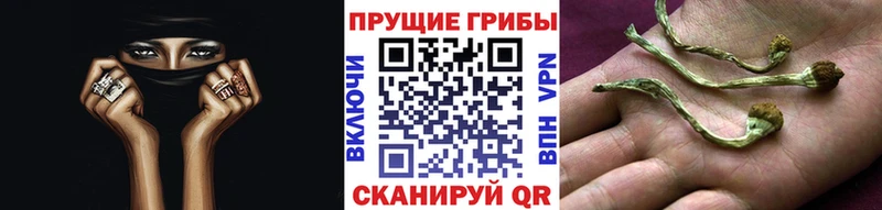 Псилоцибиновые грибы Psilocybe  Лосино-Петровский 